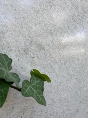 IMG_1431 (2)